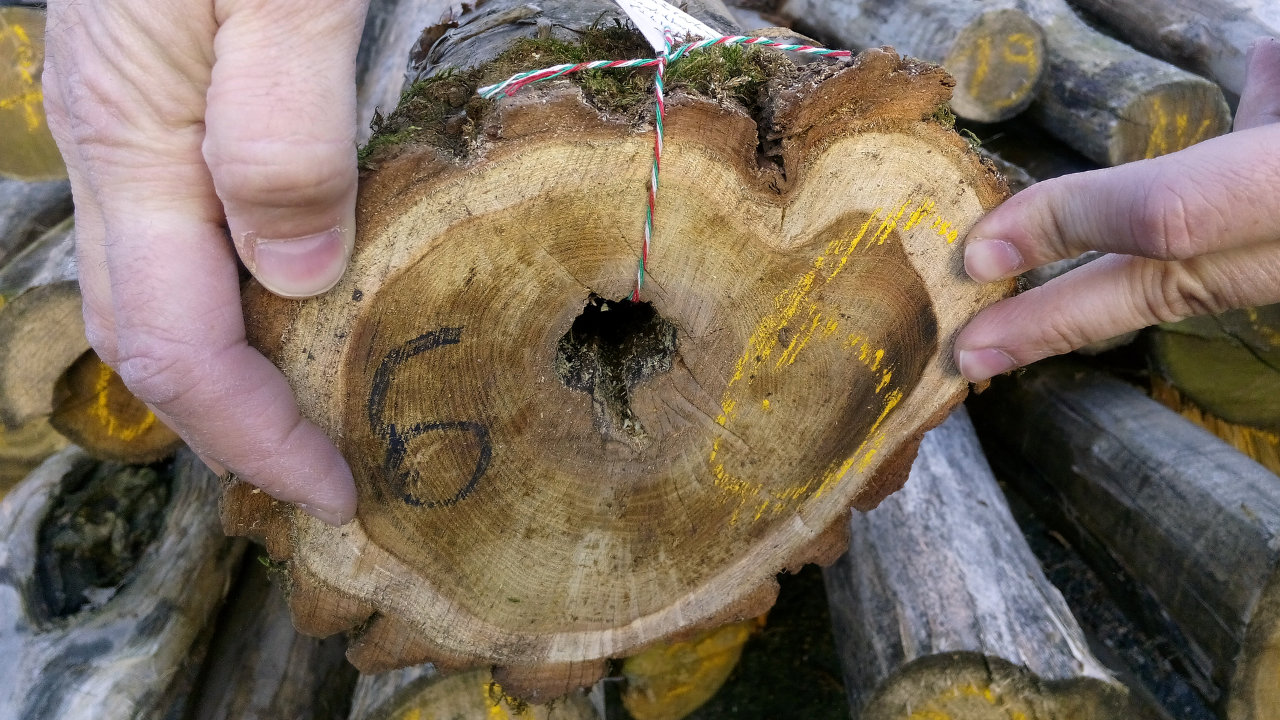 Kivágott és elszállított fák visszaazonosítása a kitermelés helyére